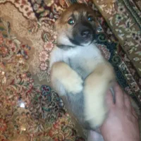 واگذاری توله ژرمن میکس گرگاس|سگ|هشتگرد, هیو|دیوار