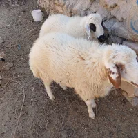 بره نر چاق وسرک  دار