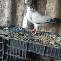 طوقی|پرنده|حویق, |دیوار
