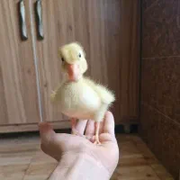 واگذاری جوجه اردک سالم به هیچ عنوان بچه پیام ندهد