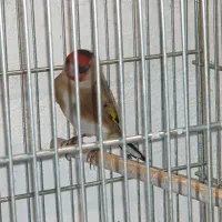 سهره نر|پرنده|ری, حمزه‌آباد|دیوار