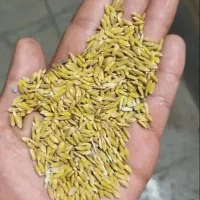 چلتوک برج لنجان