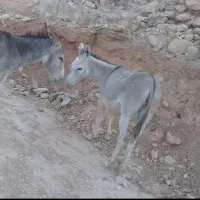 الاغ برای فروش