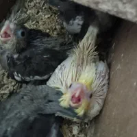 عروس هلندی|پرنده|میان جلگه, |دیوار