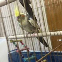 پرنده زینتی عروس هلندی|پرنده|آذرشهر, |دیوار