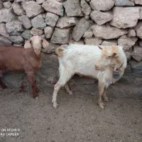 بز سرحال همه آبستن|حیوانات مزرعه|بفروئیه, |دیوار