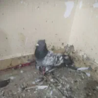 کبوتر برای فروش