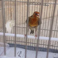 سهره قناری.