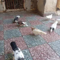 پرنده