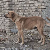 سگ سگ|سگ|اصفهان, بوستان کوهستانی صفه|دیوار