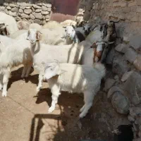 بز دورگ پاکستانی شیری|حیوانات مزرعه|بافت, |دیوار