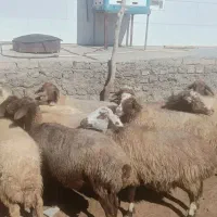 ۱۱ گوسفند ۱ قوچ