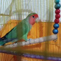 طوطی کوتوله نر مولد|پرنده|اصفهان, پوریای ولی|دیوار