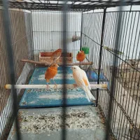 قناری جفت خوره سهره