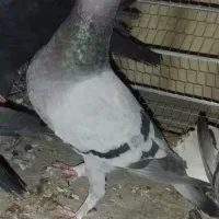 کفتر گم شده