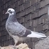 کبوتر در قلعه تل|پرنده|باغ ملک, |دیوار