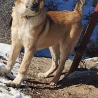 واگذاری ماده است