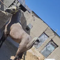 اسب|اسب و تجهیزات اسبسواری|سر آسیاب یوسفی, |دیوار