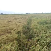 برنج طارم گرگان|خوردنی و آشامیدنی|کرمانشاه, |دیوار