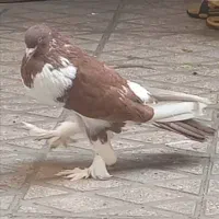 کبوتر بادکنکی|پرنده|ری, ظهیرآباد|دیوار