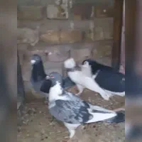 کفتر زمانت|حیوانات|گناباد, |دیوار