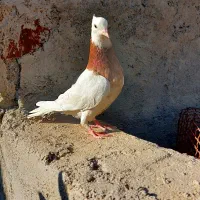 فروش  طوقی شازده|پرنده|مرودشت, شهرک بسیجیان|دیوار