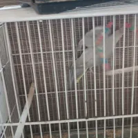 عروس هلندی|پرنده|زبرخان, |دیوار