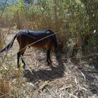 قاطر نر ۳سال خیلی آروم|حیوانات مزرعه|آمل, |دیوار