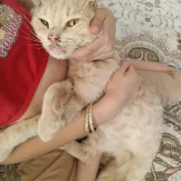 واگذاری گربه|گربه|شیراز, پارک آزادی|دیوار