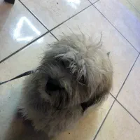 واگذاری سگ پاپی|سگ|سرخرود, |دیوار