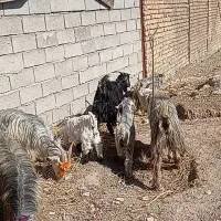 بز جوان|حیوانات مزرعه|دورود, |دیوار