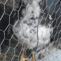 تخم مرغ گلین