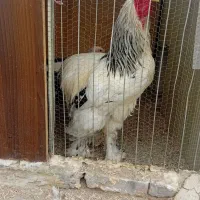 جوجه مرغ خروس برهما اورجینال