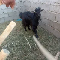 تروشت|حیوانات مزرعه|جالق, |دیوار