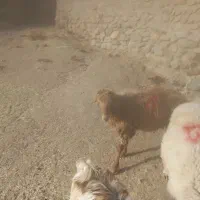 بره.فروشی رابر|حیوانات مزرعه|رابر, |دیوار