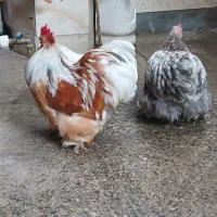 یک جفت کوشین