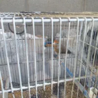 دو عددسهره قناری سالم