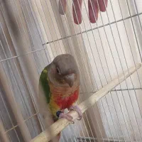 گیرینچیک آناناسی ماده بالغ