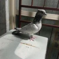 ماده کله دم سبز