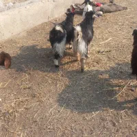 بره قوچ جوان|حیوانات مزرعه|جوادآباد, |دیوار