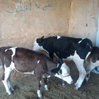 گوساله سیمینتال|حیوانات مزرعه|قم, بوستان علوی|دیوار