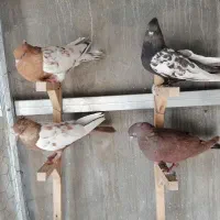 جفت بهبونی|پرنده|شیراز, حجت آباد|دیوار