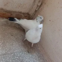 کفتر|پرنده|کاشان, راوند|دیوار