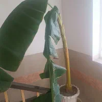 درختچه موز طبیعی