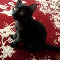 واگذاری رایگان بچه گربه|گربه|مشهد, شهید شهریاری|دیوار