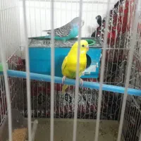 مرغ عشق خوب وزیبا وجوان اماده تخم گذاشتن