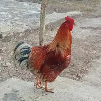 خروس محلی ۷ماهه