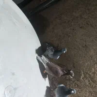 کفتر پلاکی|پرنده|شیراز, کاراندیش|دیوار