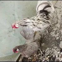 مرغ و خروس رز