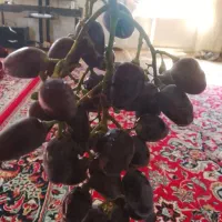 انگور شانی فرانسوی